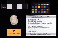 Foto (Objekt + Etikett) von Paguridae indet.  (NHMW-GEO-2017-0093-0020)